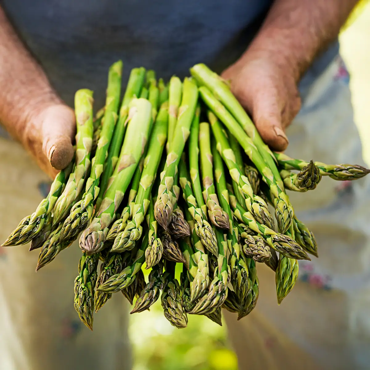 Asparagus (Espárragos)